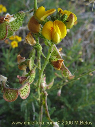 Bild von Adesmia emarginata (Paramela). Klicken Sie, um den Ausschnitt zu vergrössern.